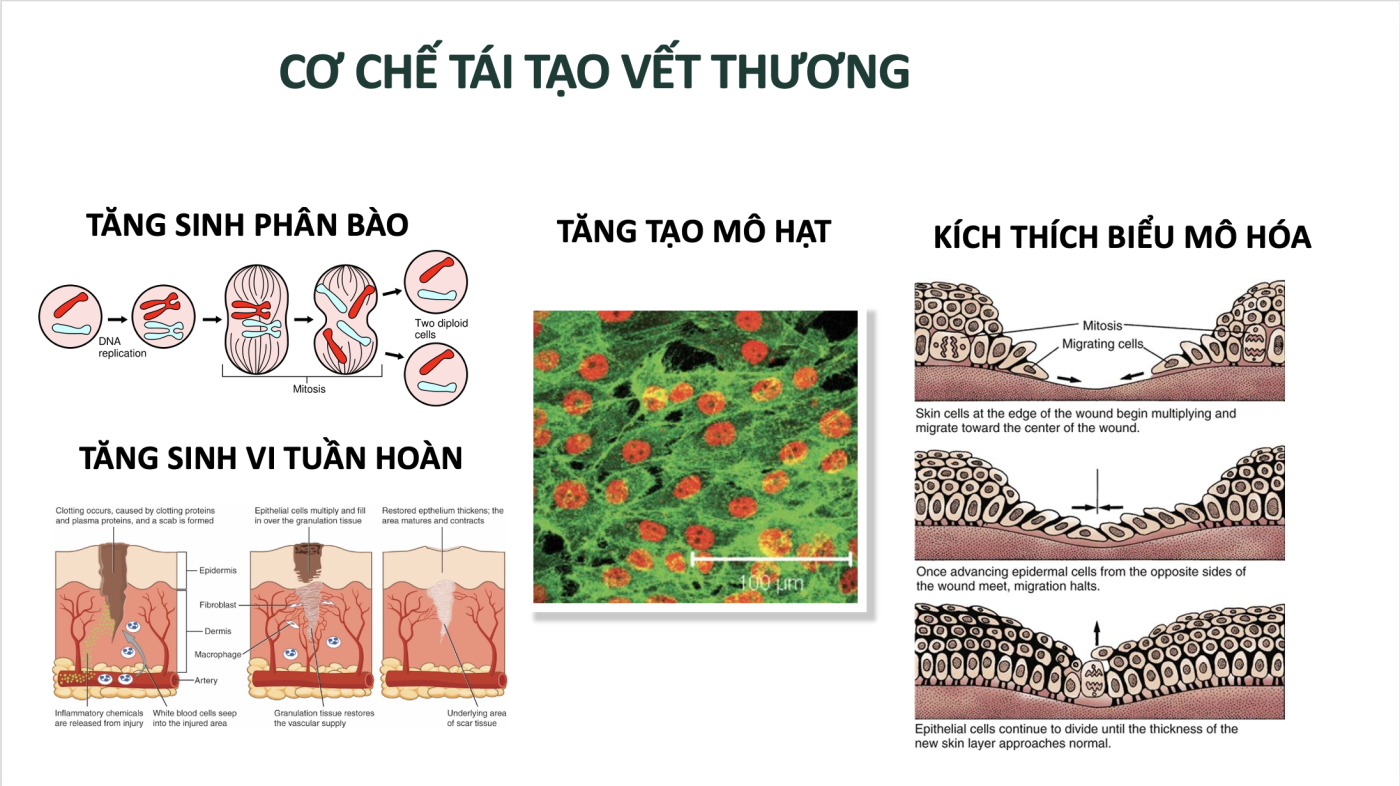 cơ chế tái tạo vết thương